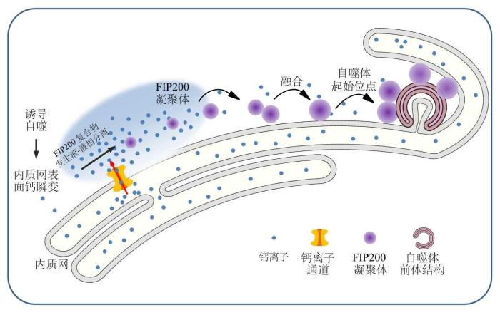 10-9内质网表面钙瞬变是决定自噬体形成的关键信号。　中国科协生命科学学会联合体 供图