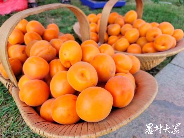 在美丽乡村享受“慢时光” 山东乡村旅游多彩多姿