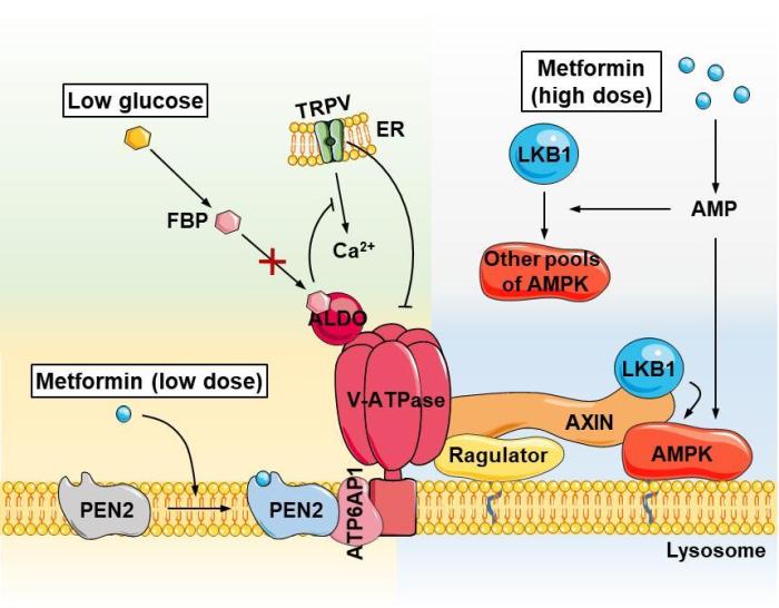 10-6二甲双胍作用于葡萄糖感知通路模式图。　中国科协生命科学学会联合体 供图