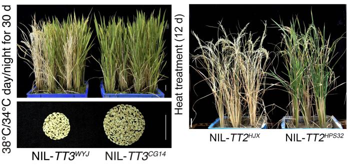 10-10分别来自非洲稻的基因位点(左)和来自热带粳稻的基因位点(右)比对照显著增加水稻的高温抗性。　中国科协生命科学学会联合体 供图