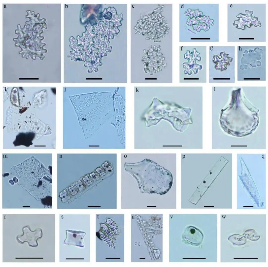 考古遗址中出土植硅体形态特征