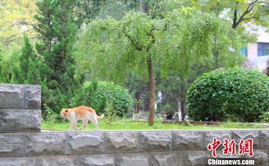 “山大神猫”意外离世引发学子哀悼