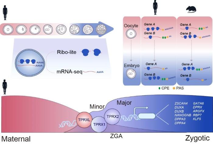 10-4人类卵子和早期胚胎翻译组与转录组联合测序、揭示翻译调控机制和合子基因组激活关键因子示意图。　中国科协生命科学学会联合体 供图