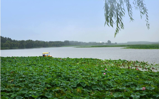 济南新名片!白云湖湿地亮相央视《共和国发展成就巡礼》