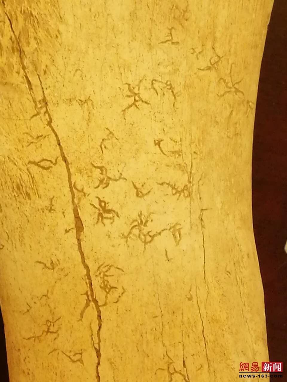 顶级专家扎堆山大“会诊”“骨刻文 ”