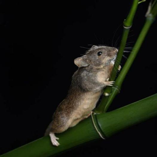 10-3染色体连接小鼠“小竹”，拥有独特的染色体组型。　中国科协生命科学学会联合体 供图