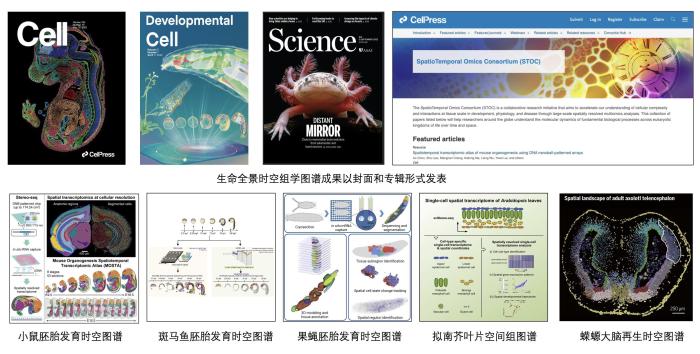 10-5高精度生命全景时空基因表达地图及成果发表国际期刊。　中国科协生命科学学会联合体 供图