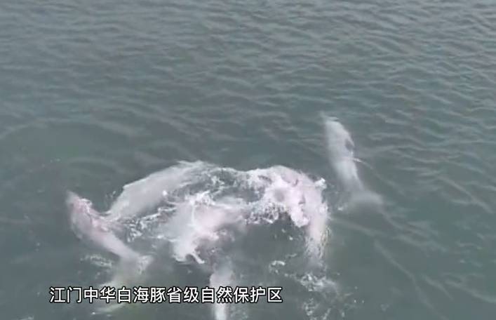 可可爱爱!中华白海豚在船头欢快冲浪